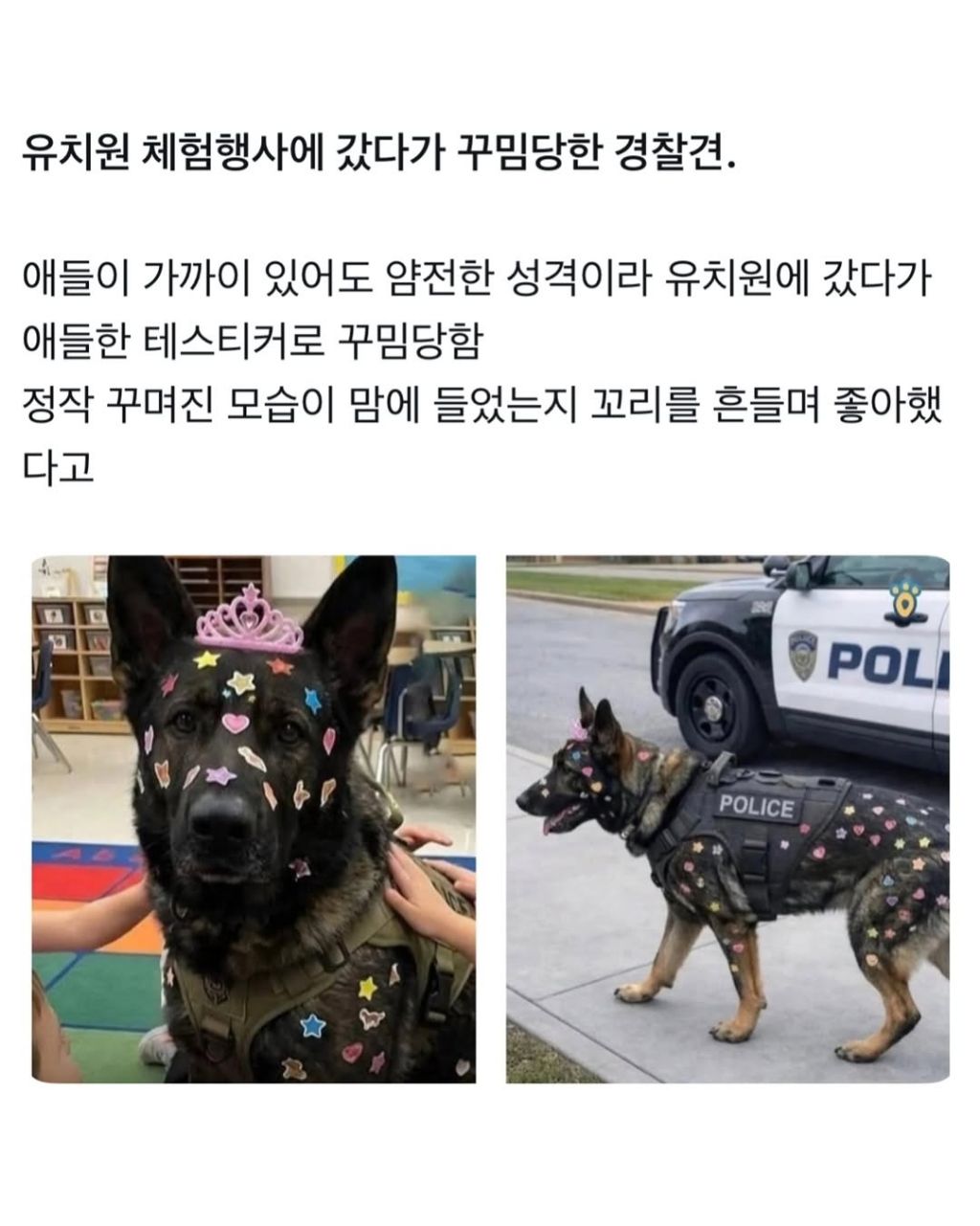 유치원 체험행사에 갔다가 꾸밈당한 경찰견 | 인스티즈
