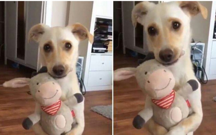 입양 후 처음으로 '인형 선물' 받고 감격해 눈물 그렁그렁 맺힌 댕댕이 | 인스티즈