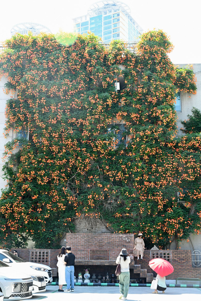 최근 몇 년 사이 인기가 많아진 거 같은 꽃 | 인스티즈