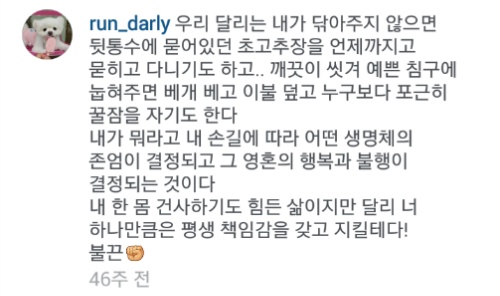유기견에서 스타강아지가 되기까지 달리의 변화모습 | 인스티즈