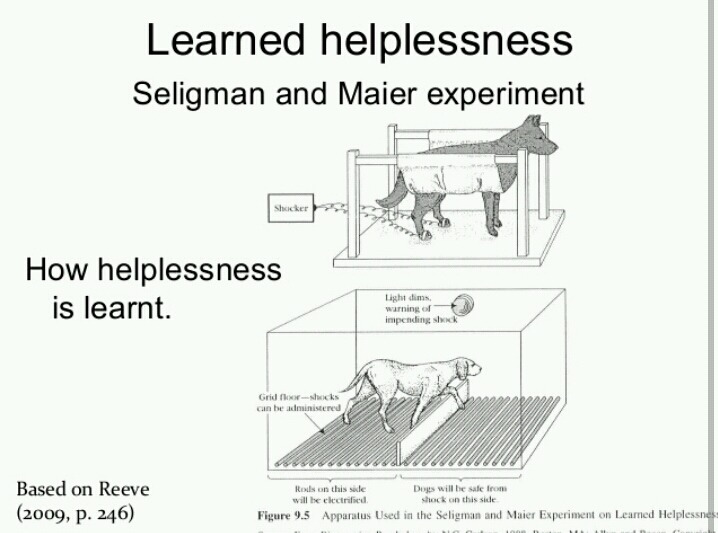 심리학의 10대 비윤리적 실험 쉬어가는 Part. 당신은 스스로 무기력을 학습시키는가 - 학습된 무기력 | 인스티즈