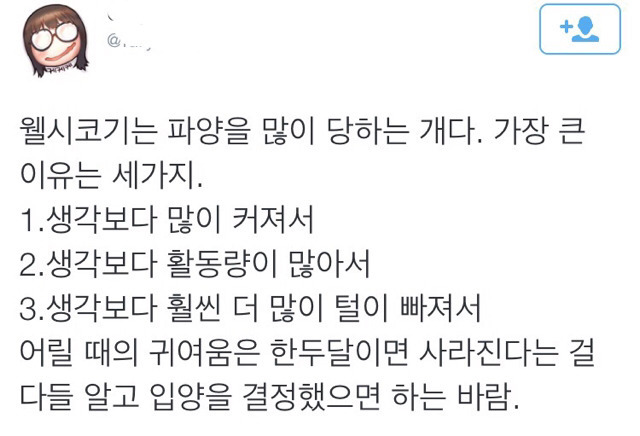 웰시코기가 생각보다 파양을 많이 당하는 이유.twt | 인스티즈