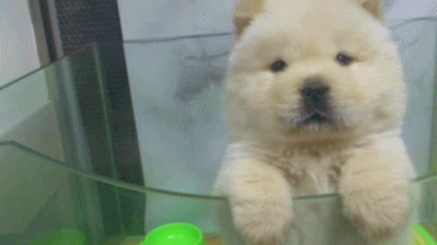 곰같이 생긴 귀여운 | 인스티즈