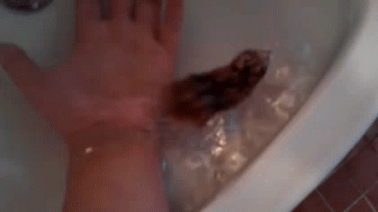 생각보다 심각해 보이는 유튜브 내 햄스터 학대2 (ft.수영/목욕) | 인스티즈