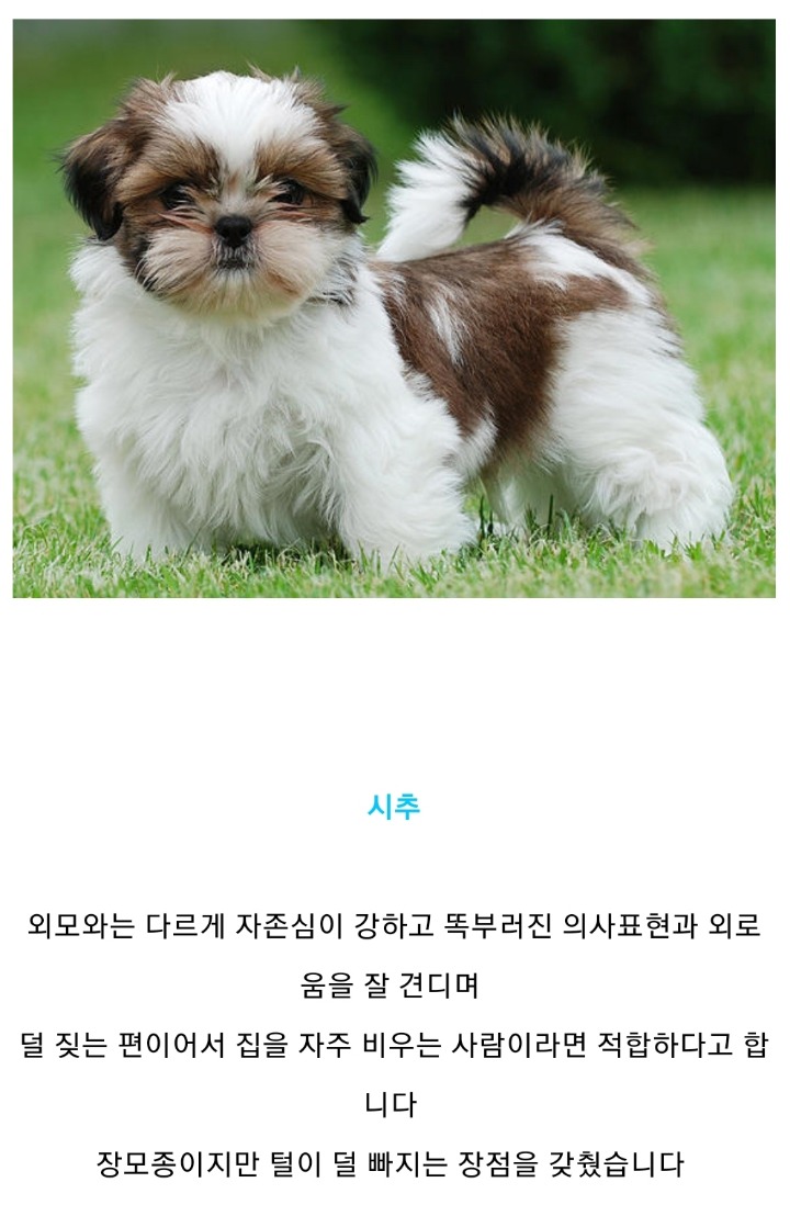 집에서 키우기 좋은 강아지 종류 | 인스티즈