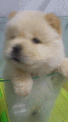 곰같이 생긴 귀여운 | 인스티즈