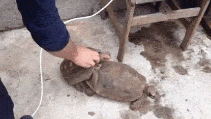 거북이 섹스.gif | 인스티즈