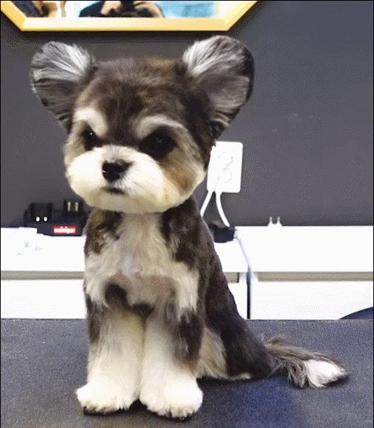 슈나우저X말티즈 믹스견 | 인스티즈