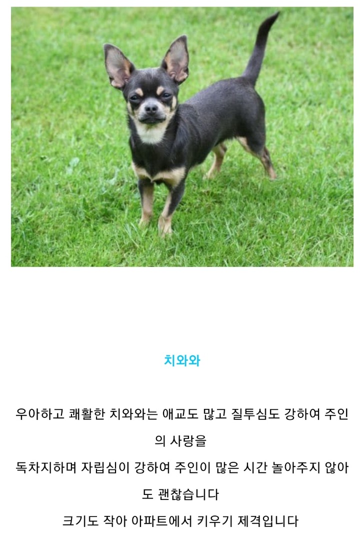 집에서 키우기 좋은 강아지 종류 | 인스티즈