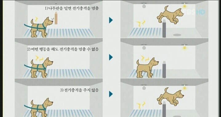심리학의 10대 비윤리적 실험 쉬어가는 Part. 당신은 스스로 무기력을 학습시키는가 - 학습된 무기력 | 인스티즈