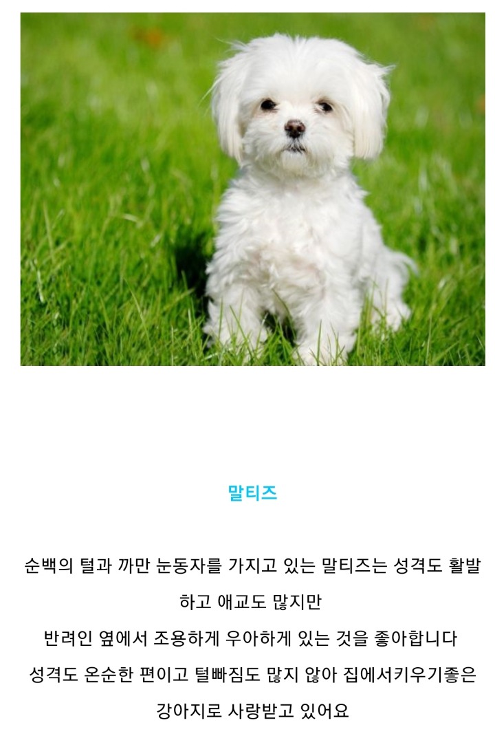 집에서 키우기 좋은 강아지 종류 | 인스티즈