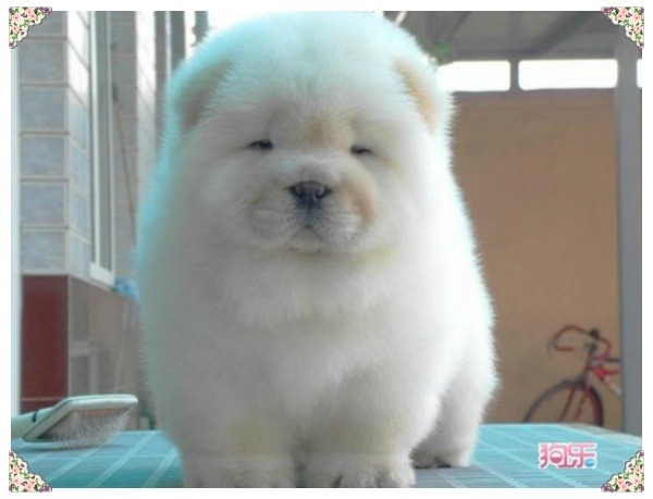 곰같이 생긴 귀여운 | 인스티즈