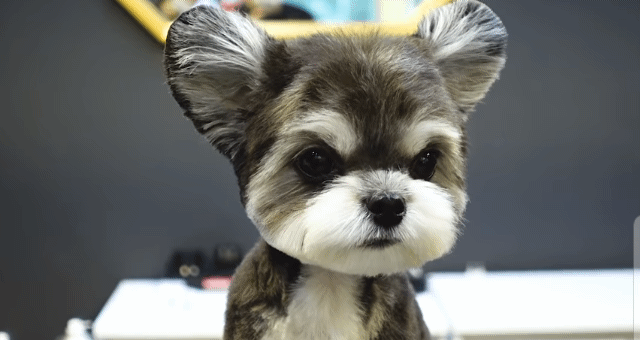 슈나우저X말티즈 믹스견 | 인스티즈