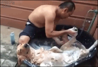 멍멍이 샤워하는 짤.gif | 인스티즈