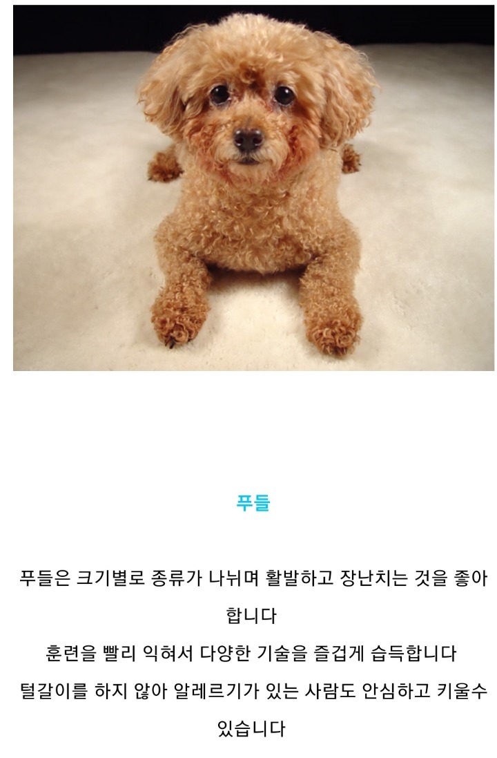 집에서 키우기 좋은 강아지 종류 | 인스티즈