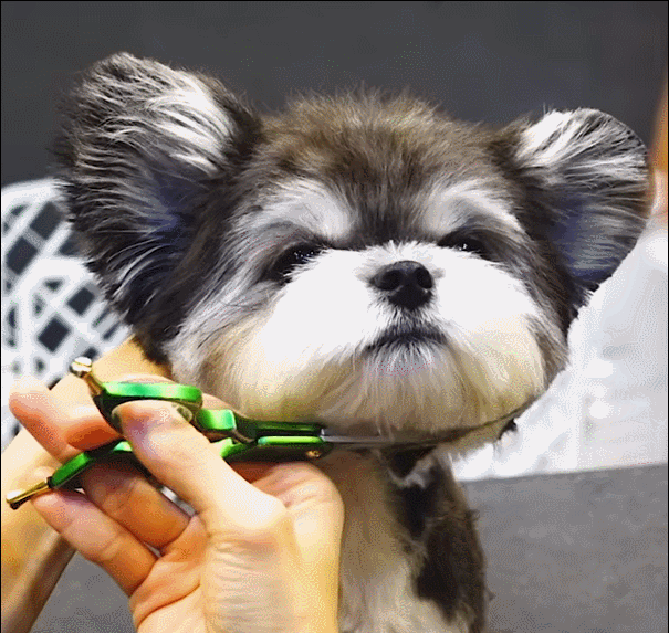 슈나우저X말티즈 믹스견 | 인스티즈