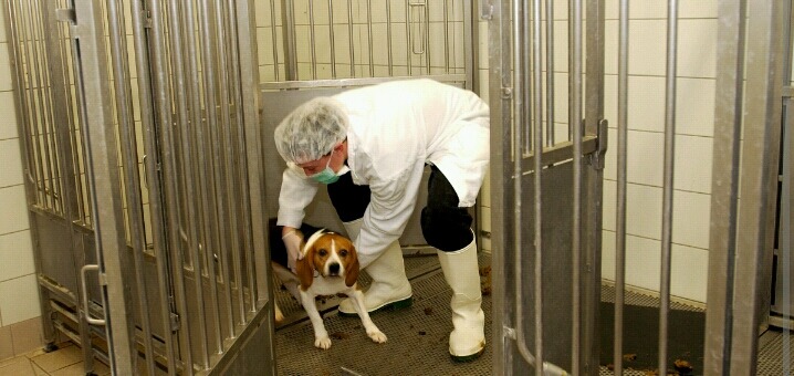 심리학의 10대 비윤리적 실험 쉬어가는 Part. 당신은 스스로 무기력을 학습시키는가 - 학습된 무기력 | 인스티즈