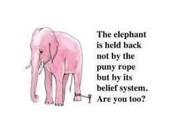 심리학의 10대 비윤리적 실험 쉬어가는 Part. 당신은 스스로 무기력을 학습시키는가 - 학습된 무기력 | 인스티즈