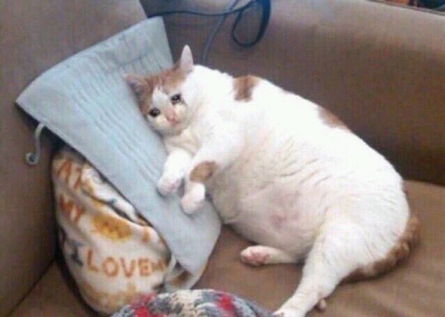 나무위키 레전드.jpg | 인스티즈