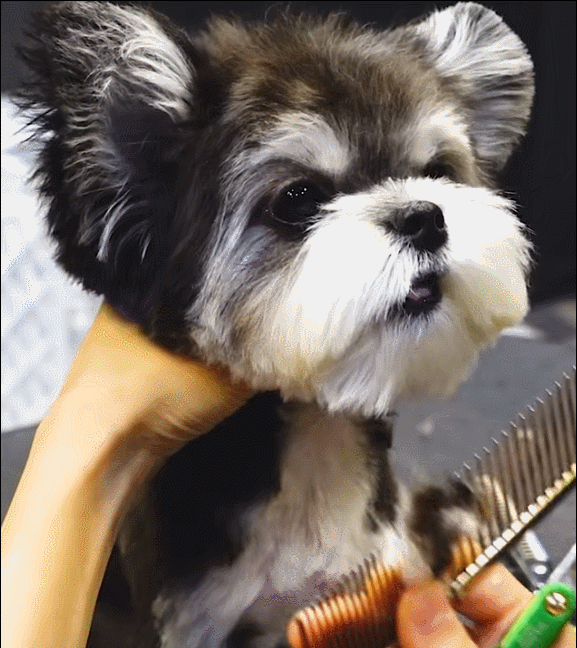 슈나우저X말티즈 믹스견 | 인스티즈