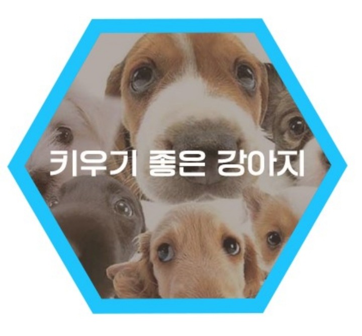 집에서 키우기 좋은 강아지 종류 | 인스티즈