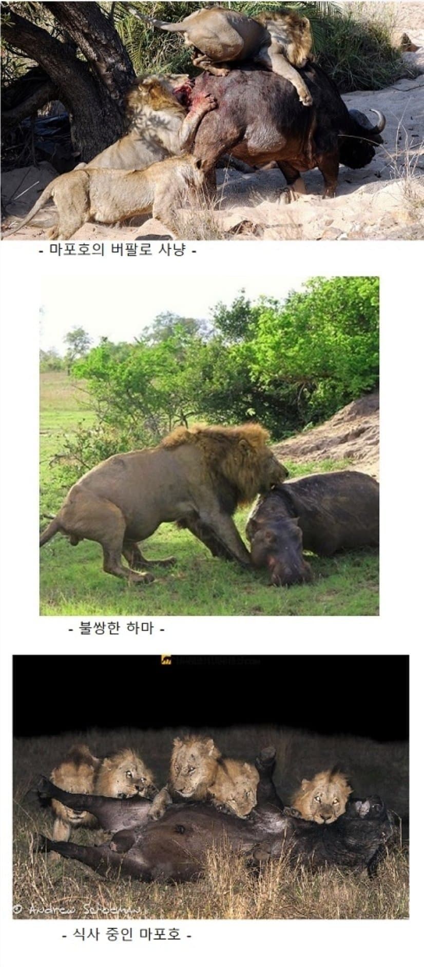 웅장웅장 역사상 가장 강력했던 사자 무리들 | 인스티즈