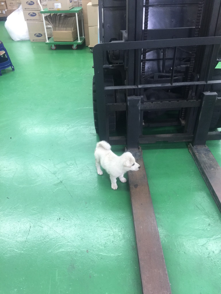 길거리 어린 댕댕이 밥줬더니... | 인스티즈