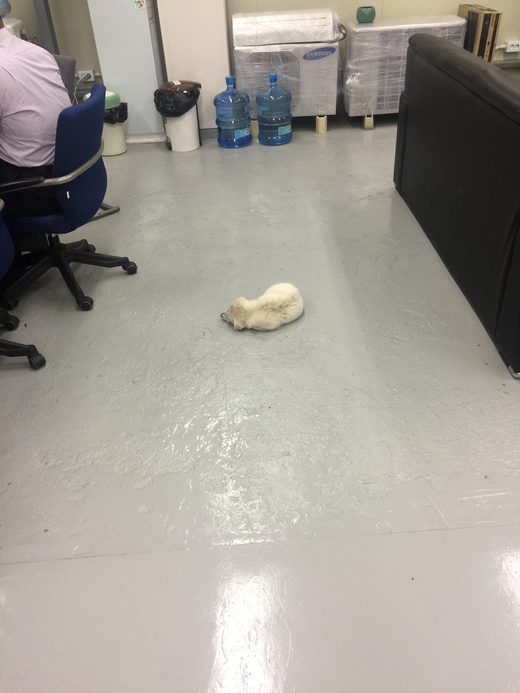 길거리 어린 댕댕이 밥줬더니... | 인스티즈