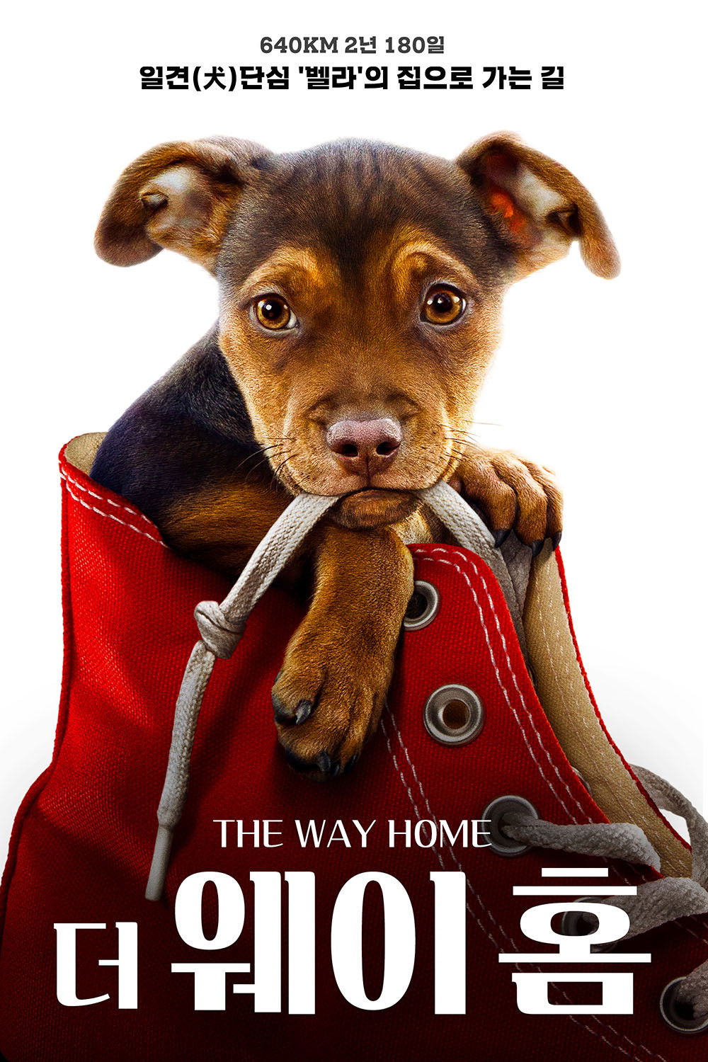 🐶국제 강아지의 날에 보기 좋은 강아지 영화 10편.jpg | 인스티즈