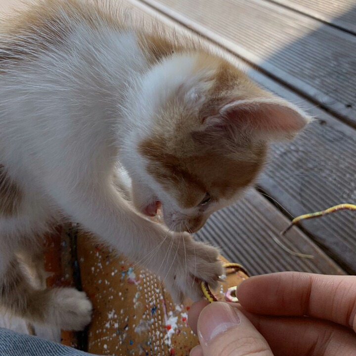 세븐틴 컨텐츠에 등장한 새끼고양이ㅠㅠㅠ.gif(짱덕사주의) | 인스티즈