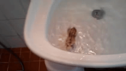 생각보다 심각해 보이는 유튜브 내 햄스터 학대2 (ft.수영/목욕) | 인스티즈