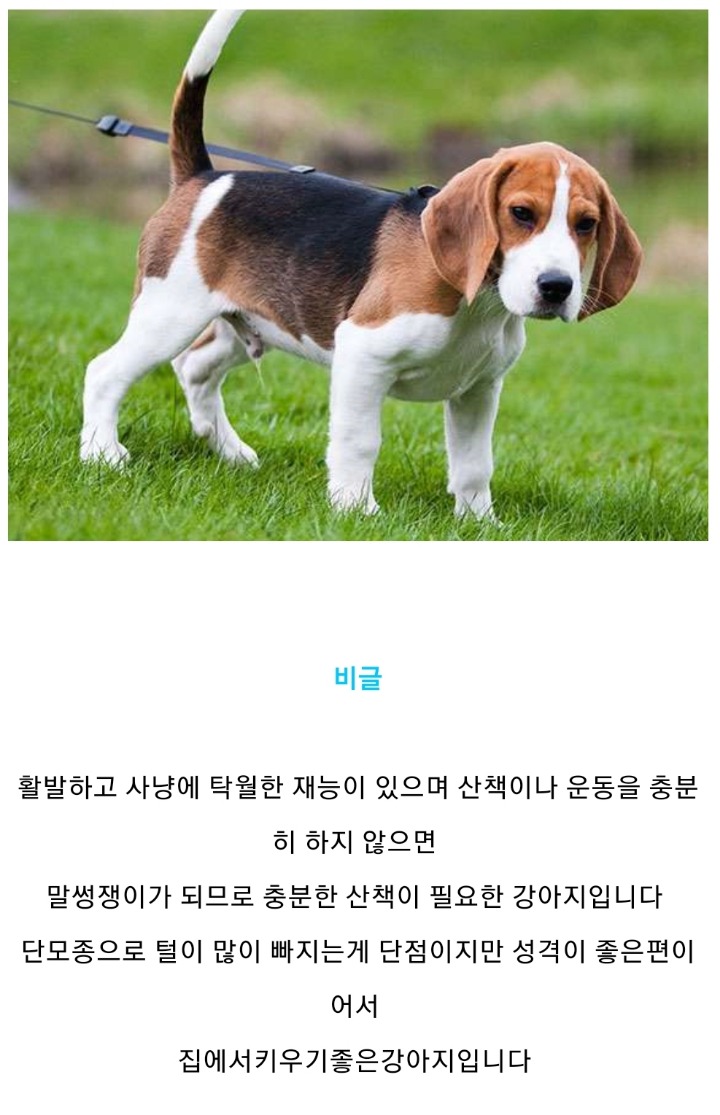 집에서 키우기 좋은 강아지 종류 | 인스티즈