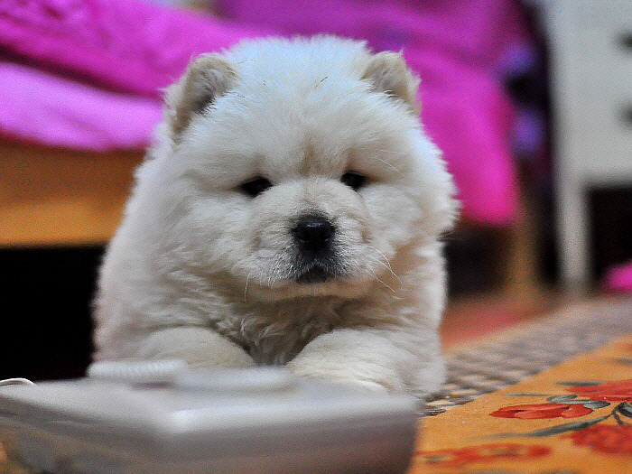 곰같이 생긴 귀여운 | 인스티즈