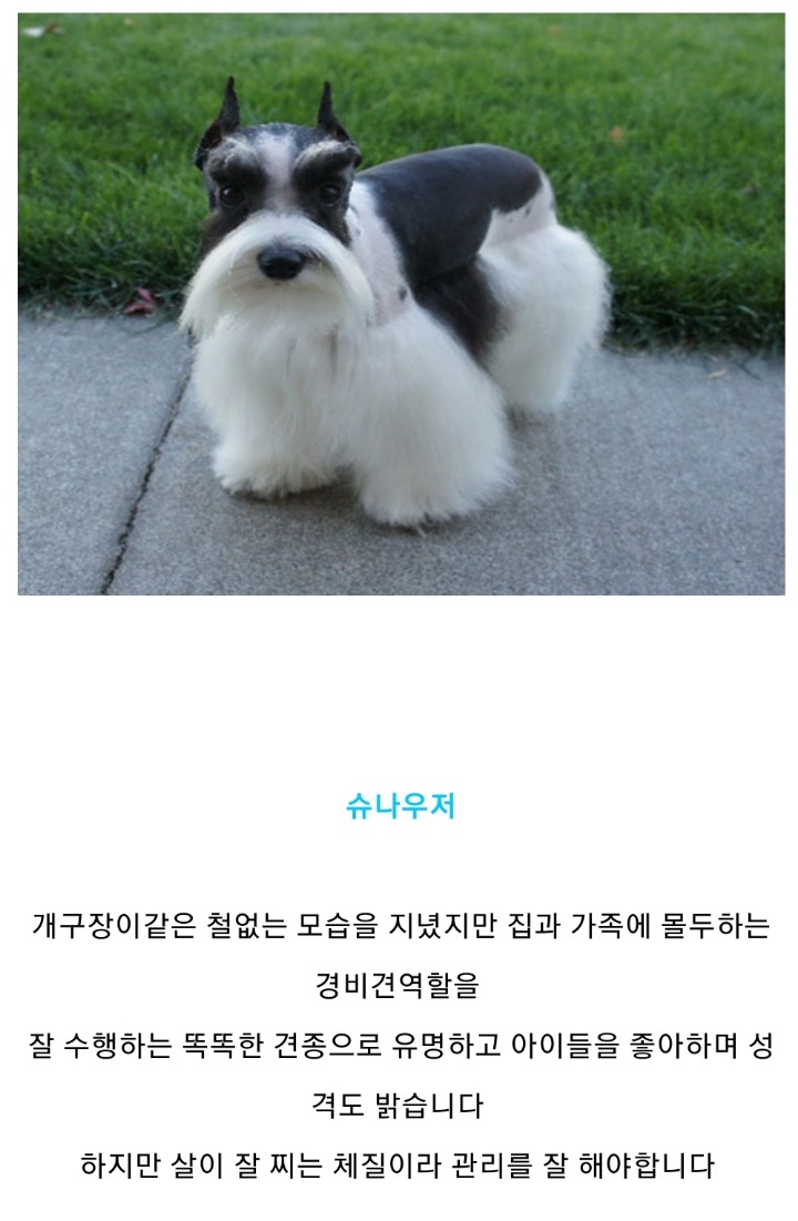 집에서 키우기 좋은 강아지 종류 | 인스티즈