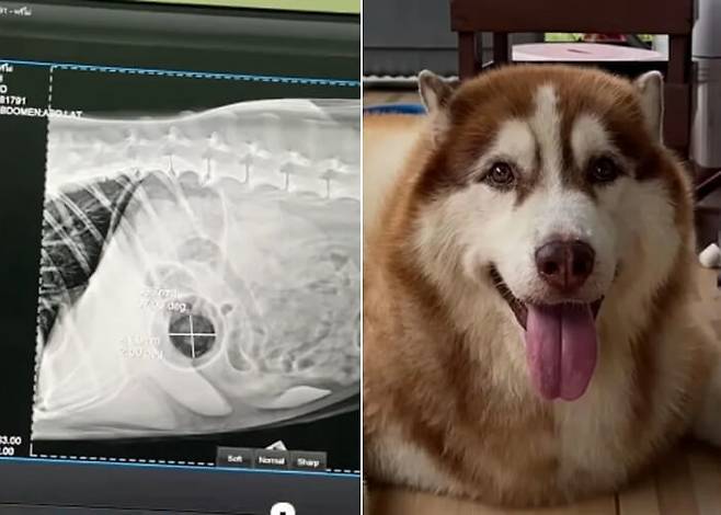 "배 속에 이게 뭐야?" 허스키가 병원 실려간 황당 이유…엑스레이 보고 기절 | 인스티즈