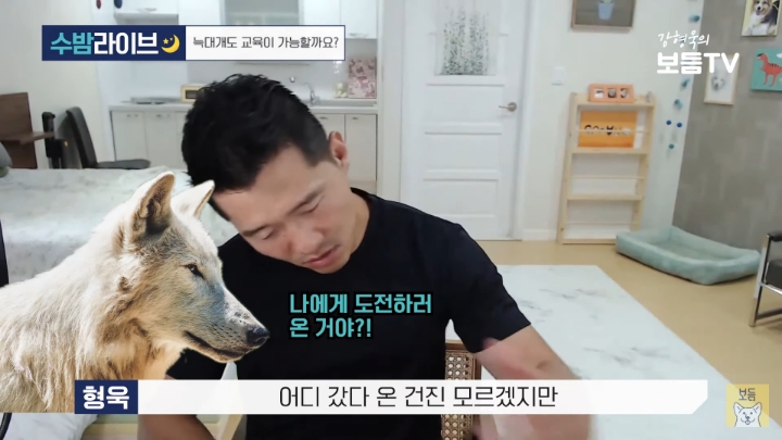강형욱이 말하는 늑대를 집에서 키울 수 없는 이유 | 인스티즈