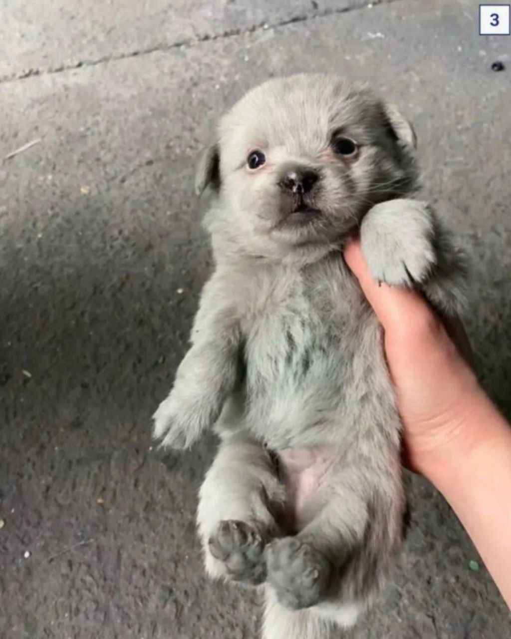 이사가게 된 꼬물이들 | 인스티즈