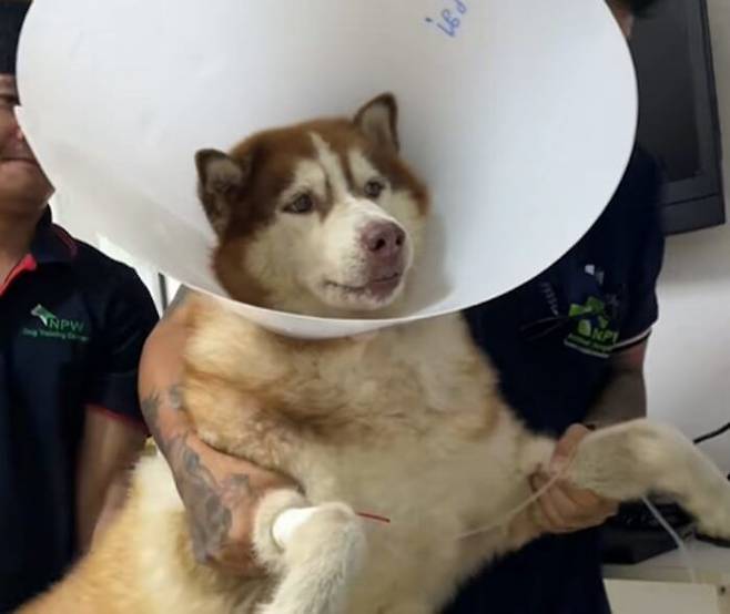 "배 속에 이게 뭐야?" 허스키가 병원 실려간 황당 이유…엑스레이 보고 기절 | 인스티즈