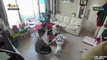 [세나개] 반려견을 업체에서 강제 교배를 하면 안되는 이유.jpgif | 인스티즈