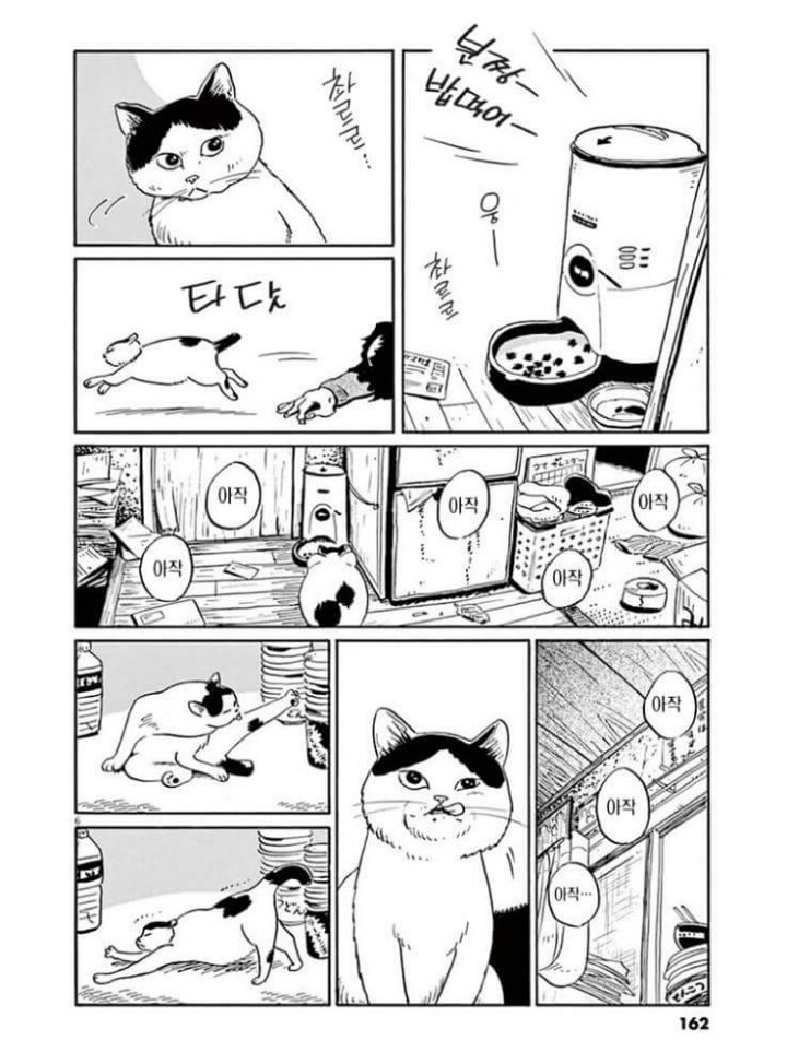 고양이 분짱 | 인스티즈