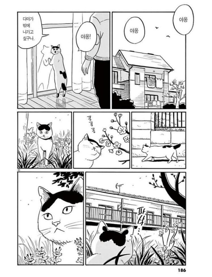 고양이 분짱 | 인스티즈