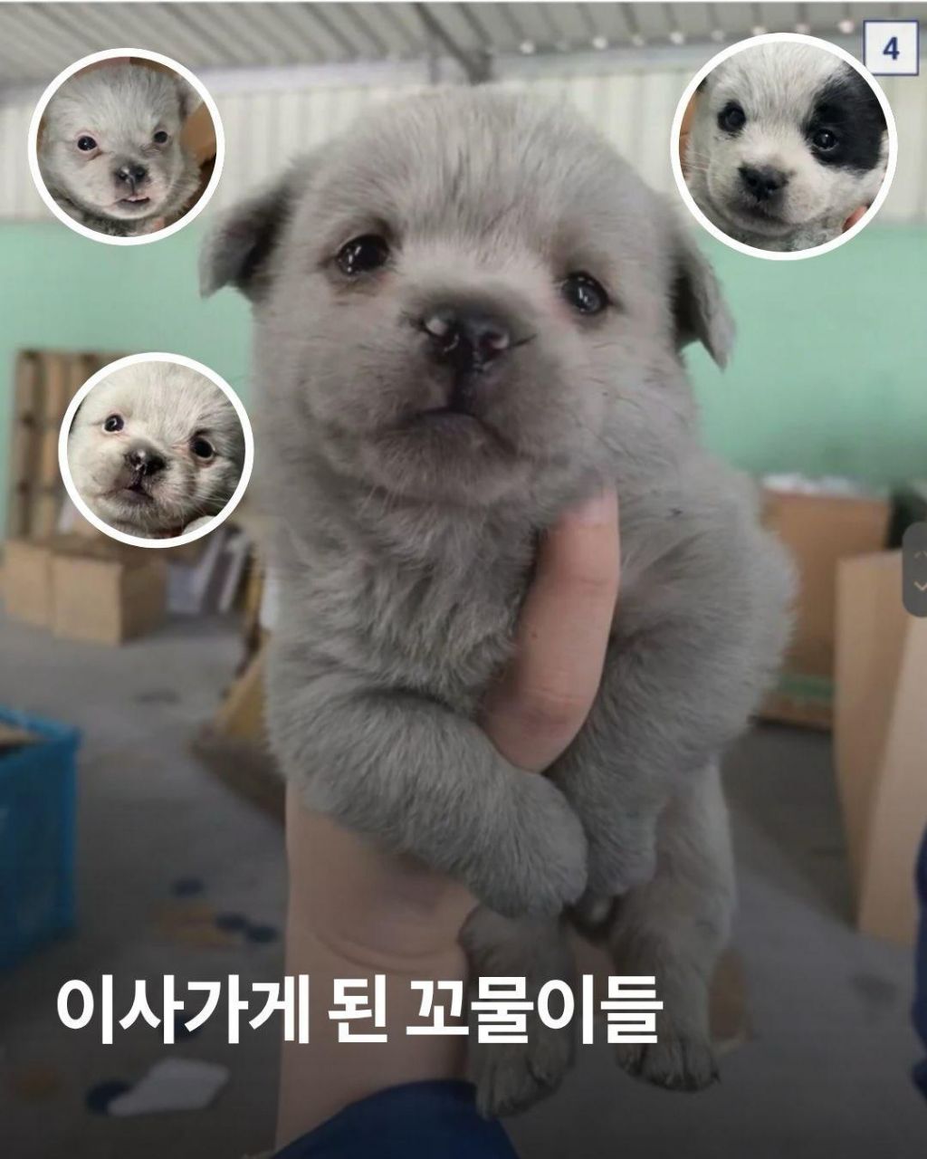 이사가게 된 꼬물이들 | 인스티즈