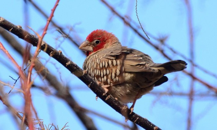 '아파트를 짓고 사는 새' 에 대해 알아보자 | 인스티즈