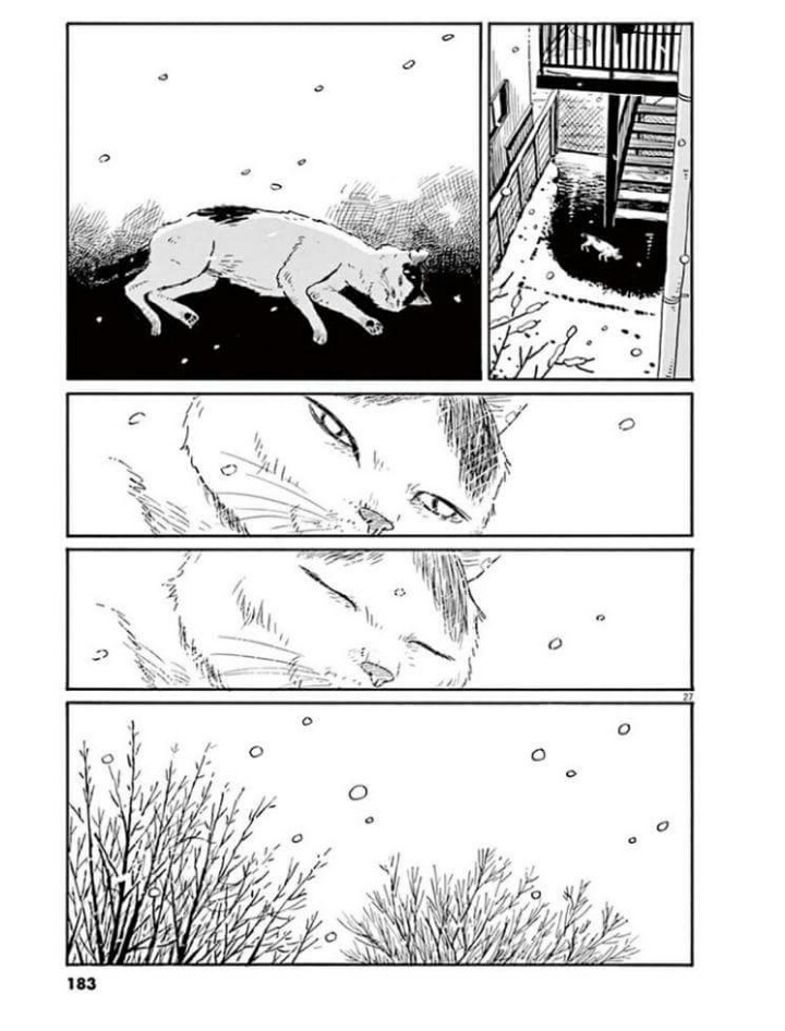 고양이 분짱 | 인스티즈