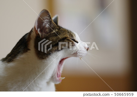 정말게 사실적으로 자비없는 이토준지 고양이 묘사.jpg | 인스티즈