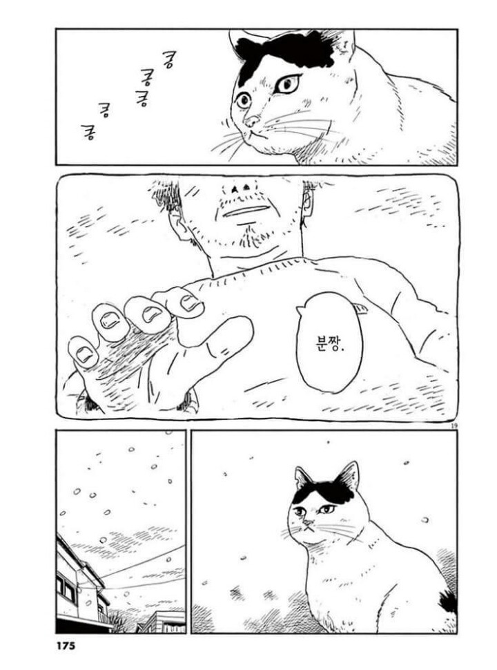 고양이 분짱 | 인스티즈