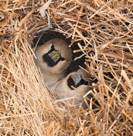 '아파트를 짓고 사는 새' 에 대해 알아보자 | 인스티즈
