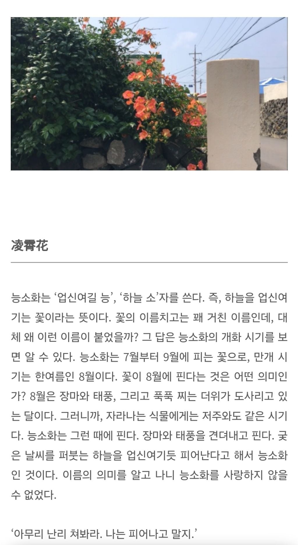능소화가 왜 능소화인지 아시나요? 부제:삶이 끝나지 않는 한여름 같을 때 | 인스티즈