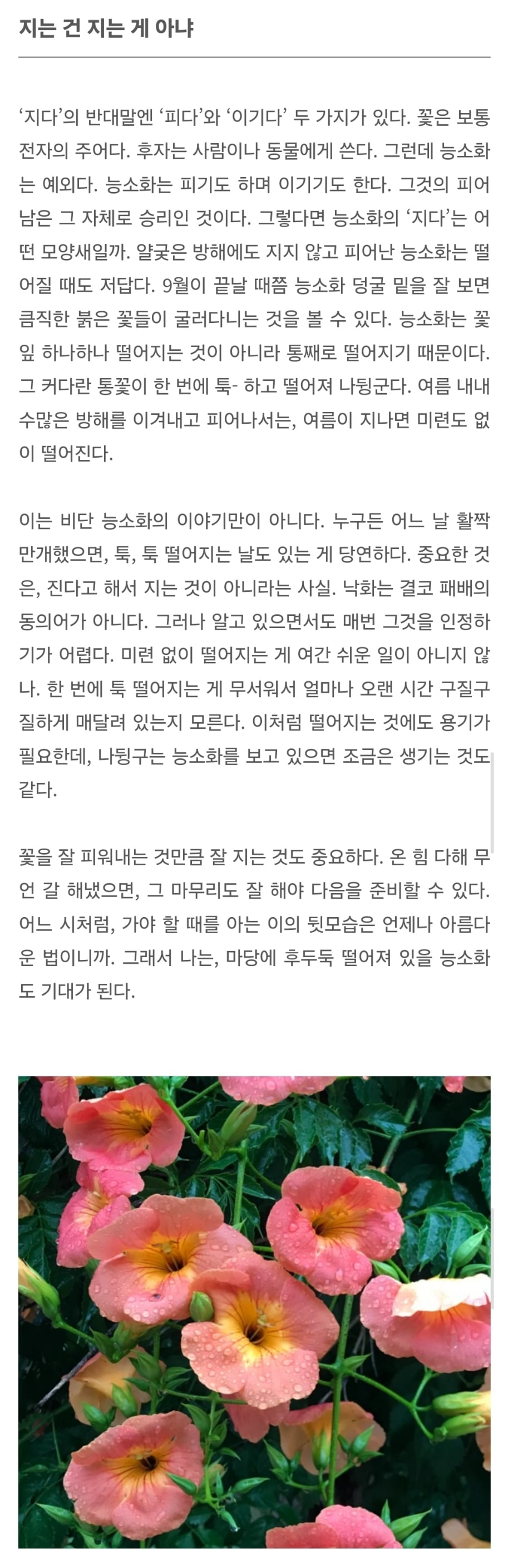 능소화가 왜 능소화인지 아시나요? 부제:삶이 끝나지 않는 한여름 같을 때 | 인스티즈