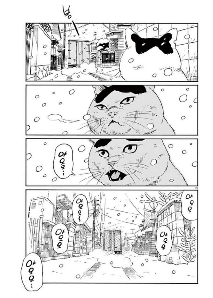 고양이 분짱 | 인스티즈